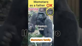 Does Momotaro fulfill the role of a father Gorilla  Momotaro family shorts momotaro gorillalife [upl. by Ahtnahc]