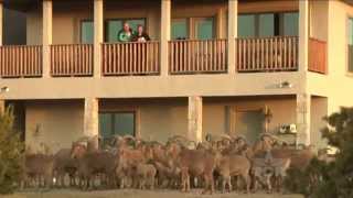 Aoudad Sheep Man Texas Country Reporter [upl. by Caro]