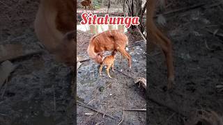 Sitatunga East African Antelope  sitatunga facts in hindi wildlife antelope [upl. by Camellia134]