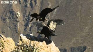 Condor Teaches Youngster to Fly Narrated by David Tennant  Earthflight  BBC One [upl. by Wier658]