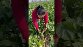 Remove radish harvesting activities with natural landscape radish garden reels radish 2024 life [upl. by Nora]