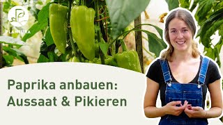 Paprika anpfanzen Aussaat amp pikieren Anleitung [upl. by Eirtemed234]