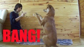 Como ensinar seu cachorro a fingir de morto  Adestramento Positivo  Dog Training [upl. by Leksehc614]