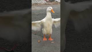 Muffin duck relaxing duckworld funnypets cuteducknation [upl. by Brentt]