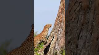 Leopardo leopard africa felinos [upl. by Eirotal]