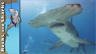 Great Hammerhead Shark Swims Through Scuba Divers [upl. by Ennoitna]