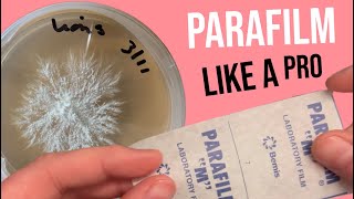 Mycology 101 How to use parafilm with Petri dishes [upl. by Gard202]