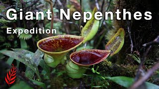 Giant Nepenthes Expedition [upl. by Ajak]