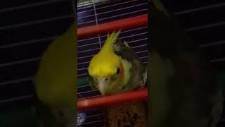 Beaker wants everyone to listen his songs❤😘 cockatiel youtube shorts BeakerTheSpeaker [upl. by Konopka]