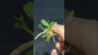 Orchid cuttings orchid [upl. by Socha]