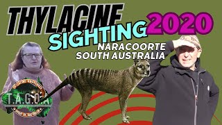 Thylacine sighting March 2020 Naracoorte South Australia with Reb amp Andy [upl. by Alded]