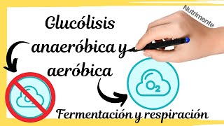 Glucólisis anaeróbica y aeróbica FERMENTACIÓN Y RESPIRACIÓN [upl. by Berkly]