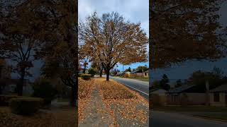 Fall Vibes  Oshawa  ONCanada🇨🇦 ViralVideo viral highlights following torontocanada everyone [upl. by Oly406]