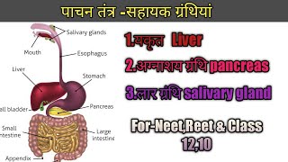 pachan granthi पाचन ग्रंथियां digestive system part 3 [upl. by Buderus]