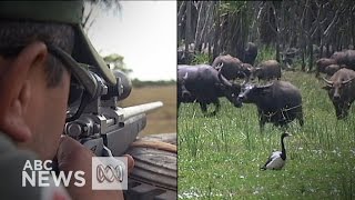 Buffalo cull Top End rangers deal with an introduced problem [upl. by Sower428]