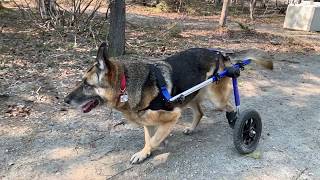 Featured Pet of the Week  Tika the German Shepherd on Wheels [upl. by Oicangi882]