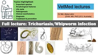 Trichuriasis or whipworm or infection in animals and humans explained Everything you need to know [upl. by Ahsenar553]