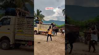 Muni 🔥 jallikattu shortvideo short shorts shortsfeed shortsfeed [upl. by Derag]