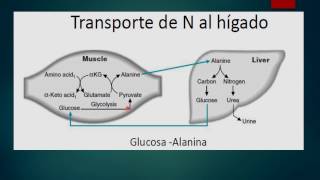 OXIDACIÓN DE AMINOACIDOS [upl. by Cecilio]