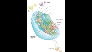 5 General HistologyNucleusfor dental students [upl. by Lu]