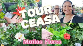 TOUR com MUITAS FLORES para o DIA DAS MÃES COMPREI PRESENTE PRA ELA diadasmães ceagesp [upl. by Nwad]