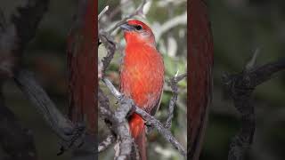 Summer Tanager Bird Song VideoBird Songs Eastern North America Sounds of Nature for Sleep [upl. by Hsara]