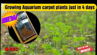 How to grow aquarium plants from seeds just in 4 days  Fastest growing Aquarium carpet plant [upl. by Rhee]