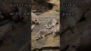 seal pupping season is coming soon lajolla sealpup seals sealbeach californiacoast cali [upl. by Lrad]