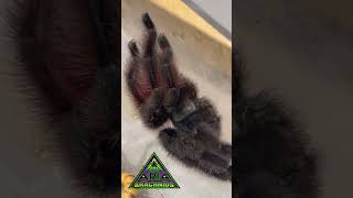 Antilles Pink Toe Tarantula 8 Legs of Beauty 💯 Caribena Versicolor [upl. by Wiener]