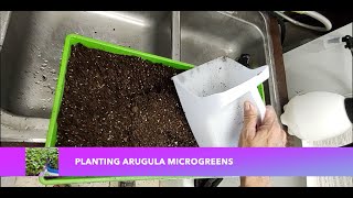 Planting Arugula Microgreens grows in 5 days [upl. by Sauncho]