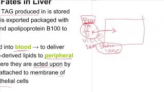 Lipid metabolism  Lec5  Lipolysis and lipogenesis [upl. by Hana142]