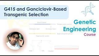 G415 and Ganciclovir based transgenic construct [upl. by Gneh254]