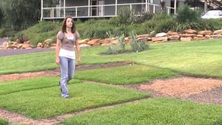 Palmetto Soft Leaf Buffalo Turf  The Low Maintenance Lawn [upl. by Aynna9]