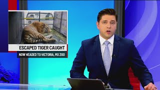 Escaped tiger captured on Mexican side of border Reynosa mayor says [upl. by Kariotta]