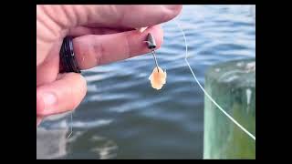 Relaxing together on the pier by the Pamlico catching bait fish [upl. by Faythe850]