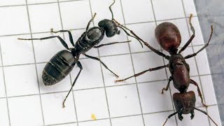 Camponotus irritabilis Thailand vs Camponotus vagus Italy 21102024 [upl. by Blanc]