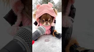 Chihuahuas and snow go together like Lou and Mundays 🥶 [upl. by Bust864]