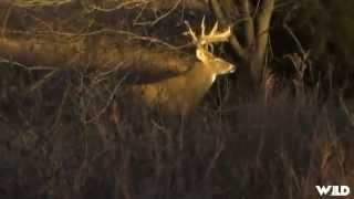 Whitetail Deer Hunting in Kansas [upl. by Eemla62]