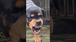 dog barking loudly angrypuppy cuteanimal angrydog cutepuppy pets angrypets rottweilerpuppy [upl. by Brosine]