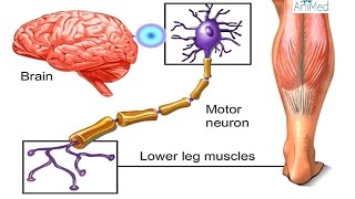 How Nervous System Works Animation  Nerve Conduction Physiology Central amp Peripheral Anatomy Video [upl. by Creight]