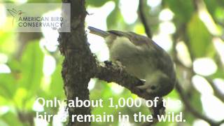 Endangered Hawaiian Forest Birds The Akikiki [upl. by Kitty]