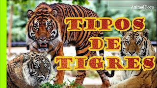 TIPOS DE TIGRES QUE EXISTEN [upl. by Sherill]