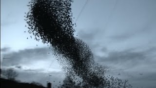 Incredible starling murmuration [upl. by Assiralc]