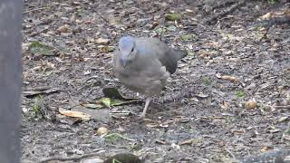 pombaamargosa Patagioenas plumbeaPlumbeous Pigeon [upl. by Neelrahs]