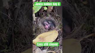 Junco Baby birds day 6 after eggs hatched Eyes still closed wanting food West coast bird watcher [upl. by Deina]