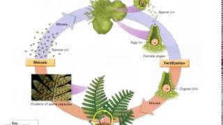 Pteridophyte Lifecycle [upl. by Lorusso]