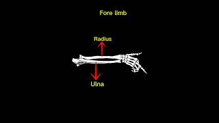 Bones name short facts [upl. by Gilchrist]