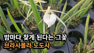 밤마다 찾게 된다는 브라사볼라 노도사 Brassavola nodosa 그리고 주황색의 예쁜꽃 카틀레야 세르누아 Cattleya cernua [upl. by Henarat709]