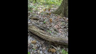 Yellow Morel Jackpot around dead elm 2023 season [upl. by Aretina]