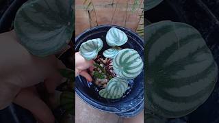 Peperomia Melancia jesus viralvideo viralvideos plantas jardim jardinagemcaseira garden [upl. by Malchus]